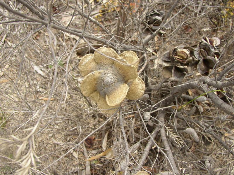 Banksia laricina, photographed by Tony Rebelo