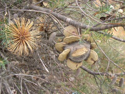 Banksia laricina, photographed by Tony Rebelo