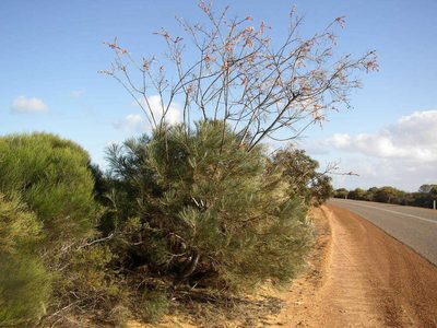 Grevillea leucopteris, photographed by Tony Rebelo