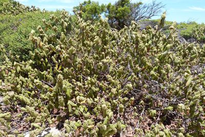 Lasiopetalum schulzenii, photographed by Colin Meurk