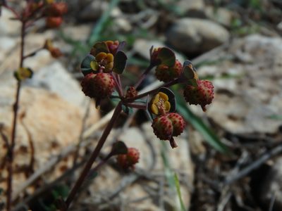 Euphorbia dimorphocaulon, photographed by Daniel Cahen