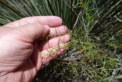 Daviesia asperula, photographed by Colin Meurk