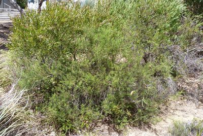 Daviesia asperula, photographed by Colin Meurk