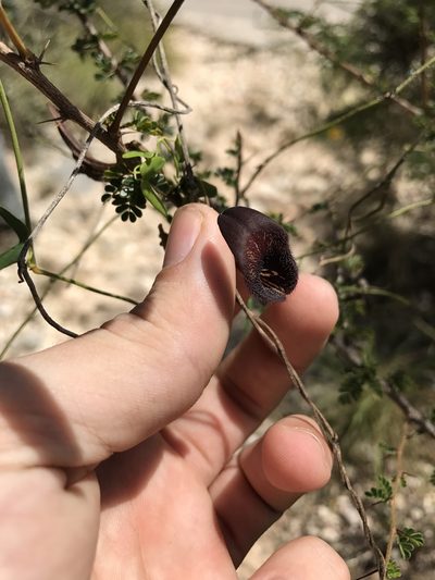 Aristolochia adiastola, photographed by Marcos Rodriguez Bobadilla