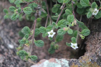 Nama origanifolia, photographed by José Belem Hernández Díaz
