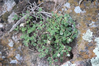 Nama origanifolia, photographed by José Belem Hernández Díaz
