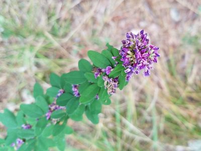 Lespedeza violacea, photographed by Leila Dasher