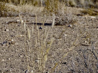 Leptochloa crinita, photographed by CK2AZ
