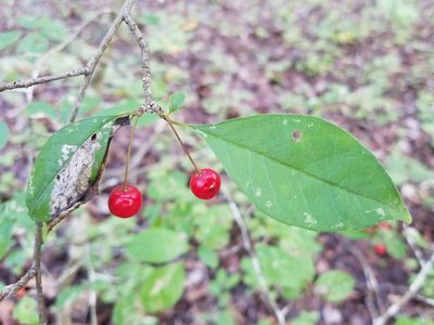 Ilex longipes, photographed by Leila Dasher