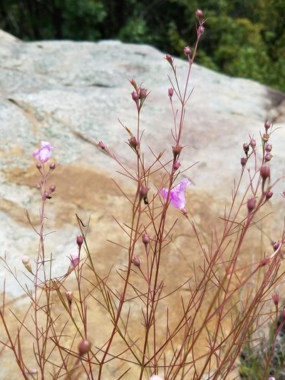 Agalinis plukenetii, photographed by Leila Dasher