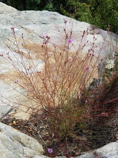 Agalinis plukenetii, photographed by Leila Dasher