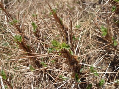 Astragalus siculus, photographed by Thibaud Aronson