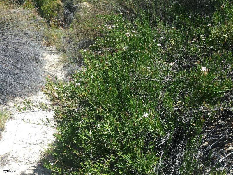 Jasminum glaucum, photographed by Chris Vynbos