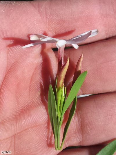 Jasminum glaucum, photographed by Chris Vynbos
