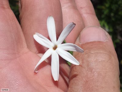 Jasminum glaucum, photographed by Chris Vynbos