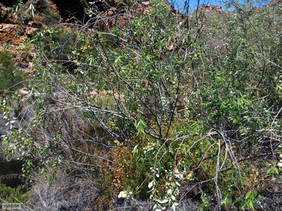Salix mucronata, photographed by Chris Vynbos