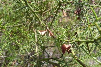 Daviesia asperula, photographed by Colin Meurk