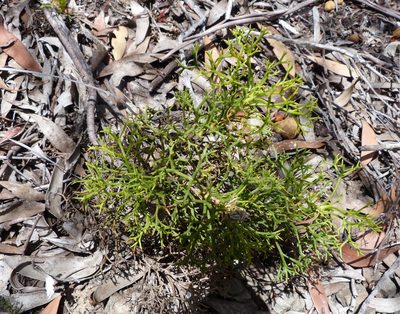 Petrophile multisecta, photographed by Colin Meurk