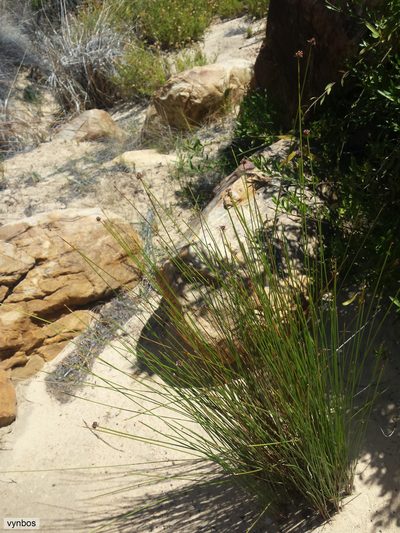 Afroscirpoides dioeca, photographed by Chris Vynbos
