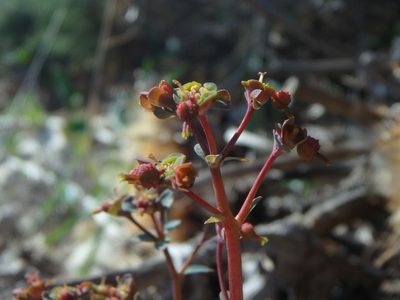 Euphorbia dimorphocaulon, photographed by Daniel Cahen