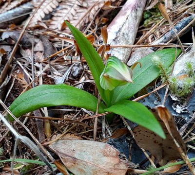 Pterostylis silvicultrix, photographed by Peter de Lange