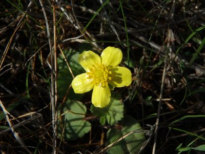 Ranunculus cytheraeus, photographed by Daniel Cahen