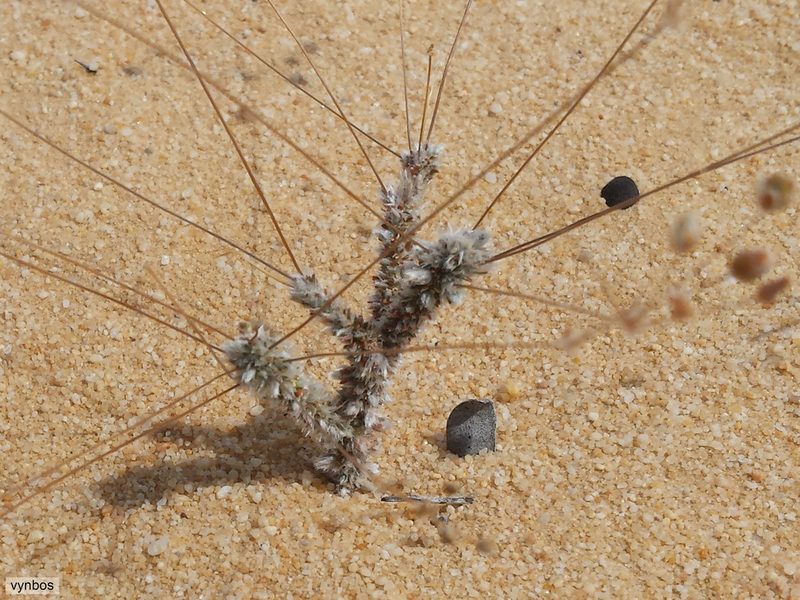 Pharnaceum lanuginosum, photographed by Chris Vynbos