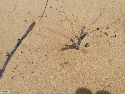 Pharnaceum lanuginosum, photographed by Chris Vynbos