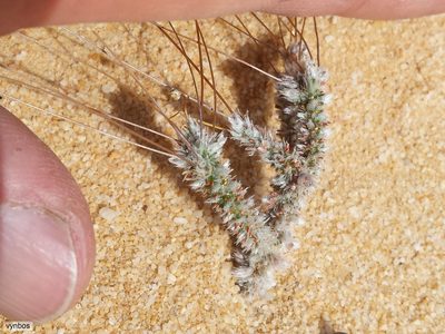 Pharnaceum lanuginosum, photographed by Chris Vynbos