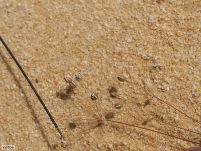 Pharnaceum lanuginosum, photographed by Chris Vynbos