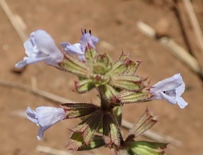 Salvia repens, photographed by Peter Warren