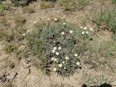 Helichrysum chionosphaerum, photographed by Peter Warren