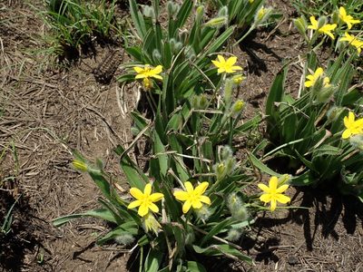 Hypoxis argentea, photographed by Peter Warren