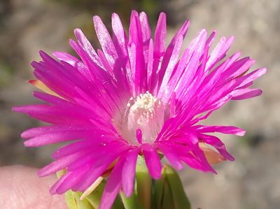 Ruschia duthieae, photographed by Nicola van Berkel