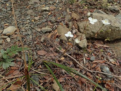 Libertia mooreae, photographed by Duncan Cunningham