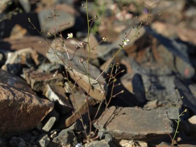 Nemacladus orientalis, photographed by Jim Morefield