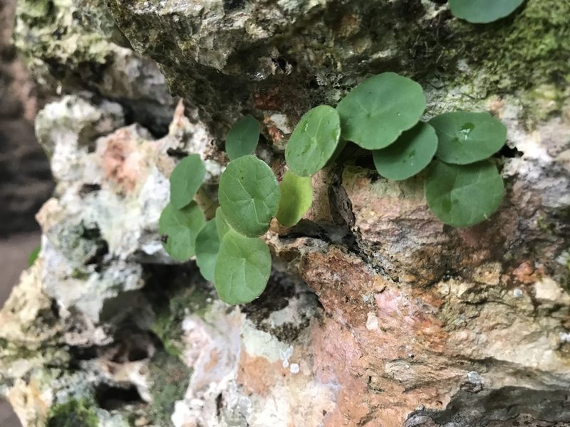 Dorstenia peltata, photographed by Marcos Rodriguez Bobadilla