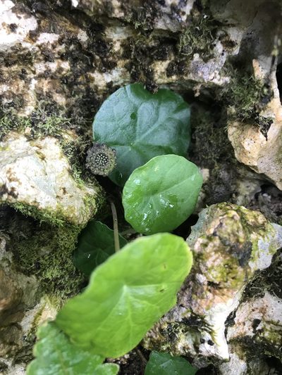 Dorstenia peltata, photographed by Marcos Rodriguez Bobadilla