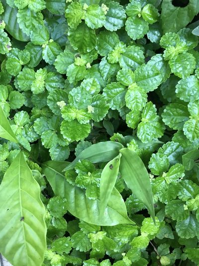 Pilea dispar, photographed by Marcos Rodriguez Bobadilla