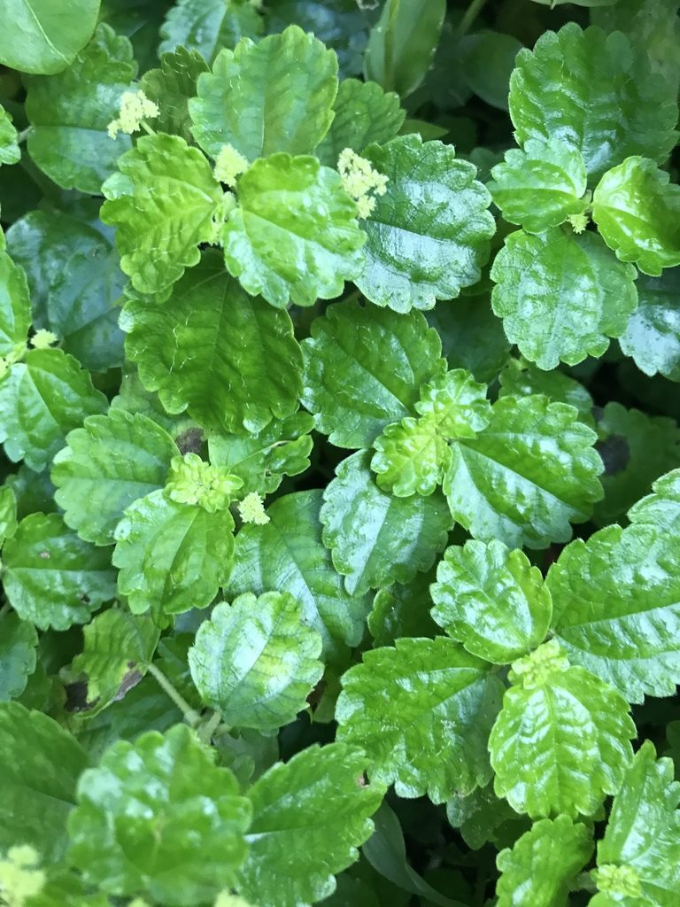 Pilea dispar, photographed by Marcos Rodriguez Bobadilla