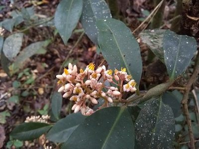Ardisia compressa, photographed by Oscar Marín