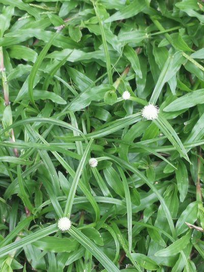 Cyperus hortensis, photographed by Anabela Plos