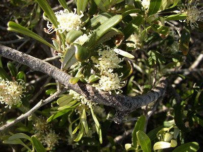 Grevillea argyrophylla, photographed by Tony Rebelo