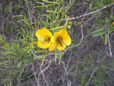 Senna glutinosa, photographed by Tony Rebelo