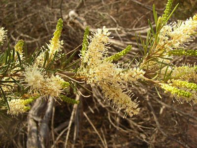 Grevillea biformis, photographed by Tony Rebelo