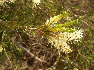 Grevillea biformis, photographed by Tony Rebelo