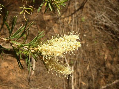 Grevillea biformis, photographed by Tony Rebelo