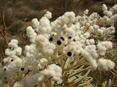 Lachnostachys eriobotrya, photographed by Tony Rebelo
