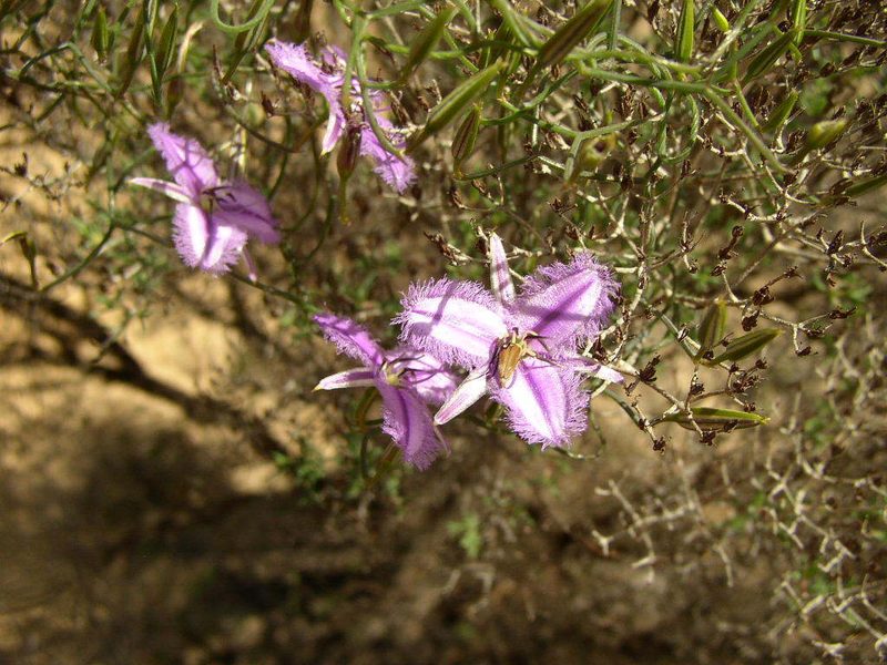 Thysanotus dichotomus, photographed by Tony Rebelo