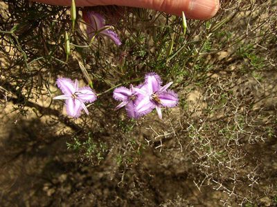Thysanotus dichotomus, photographed by Tony Rebelo